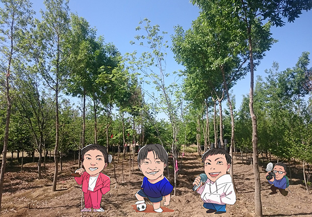 樹木生産：有限会社新田ナーセリー